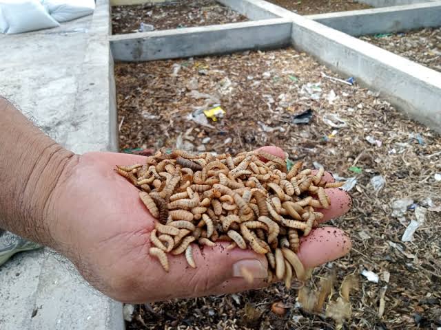 Budidaya Maggot BSF